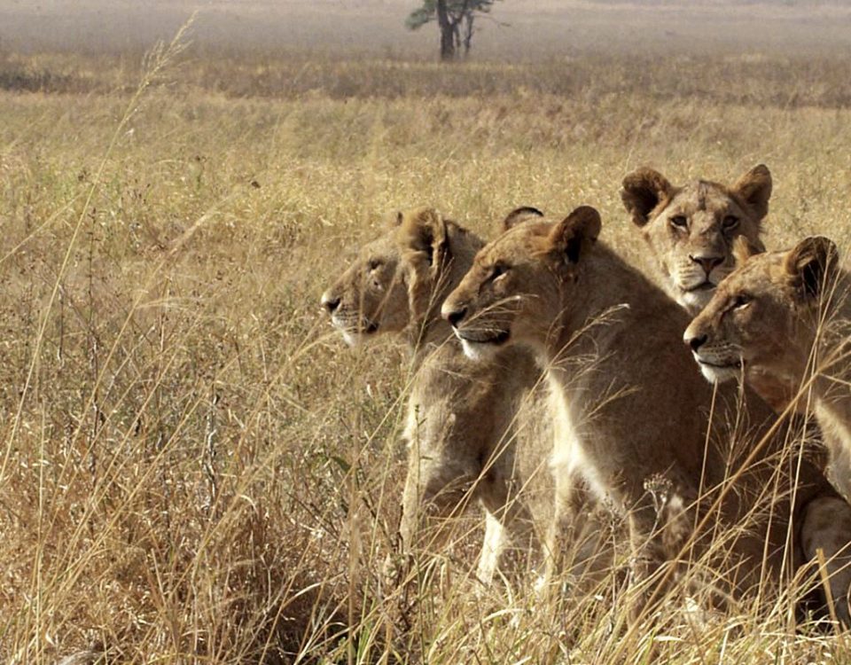 Wildlife Safaris in Rwanda