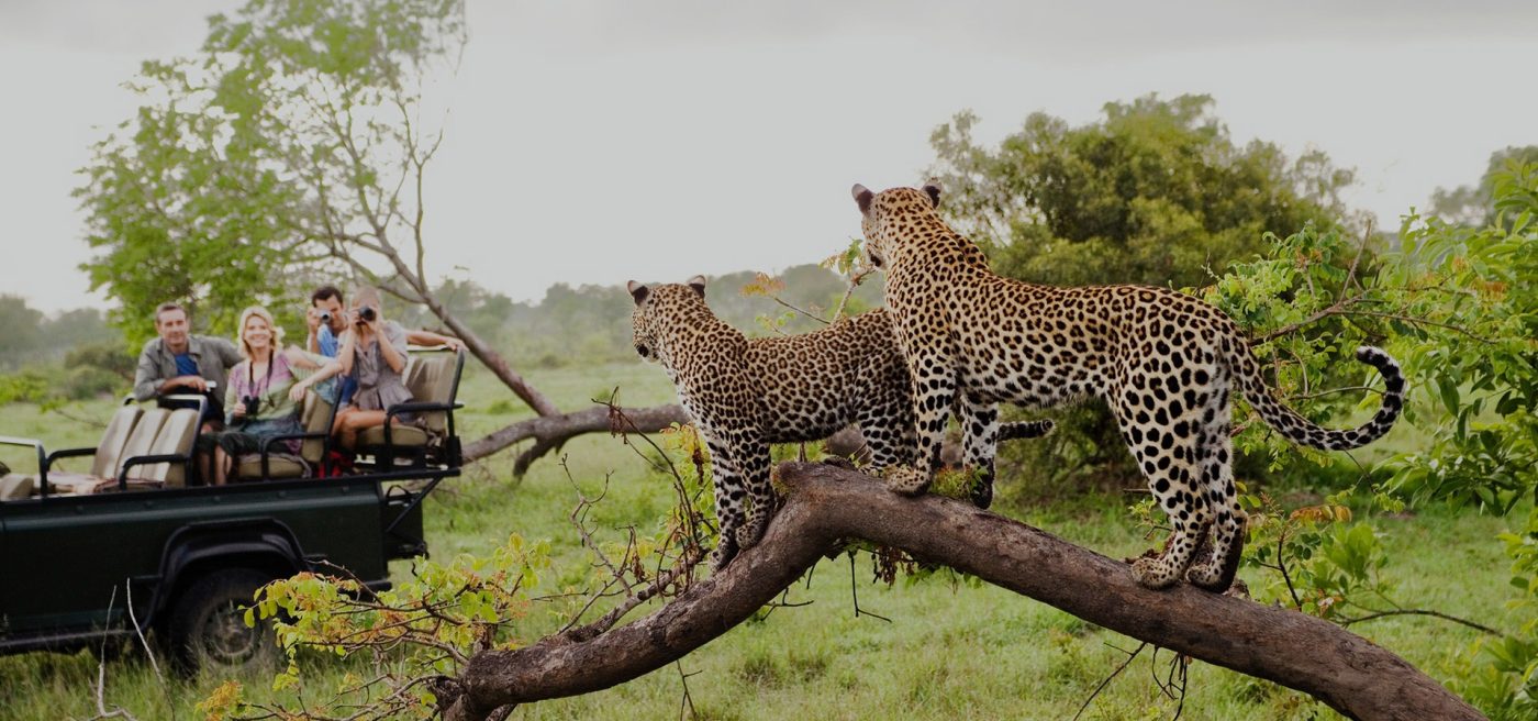 Tanzania Safaris