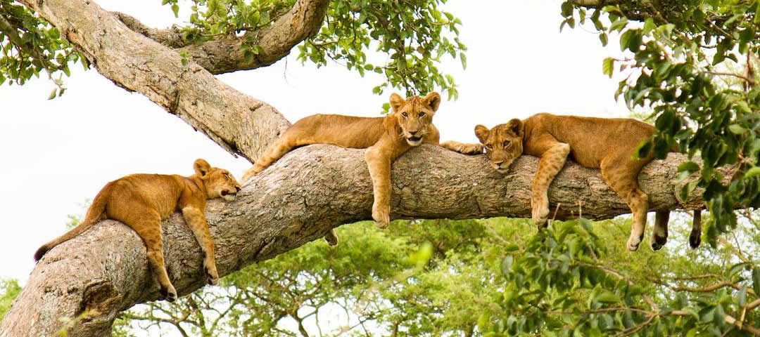 Best of Uganda Safaris & Holidays 2023/2024 - Lions in Queen Elizabeth National Park