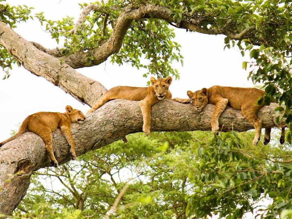 Best of Uganda Safaris & Holidays 2023/2024 - Lions in Queen Elizabeth National Park