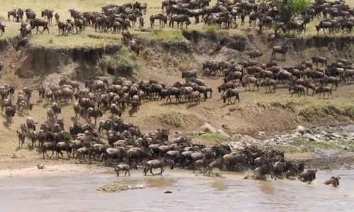 Wildebeest Migration safari experience