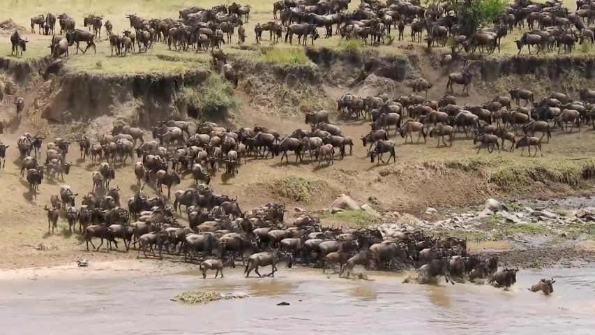 Wildebeest Migration safari experience