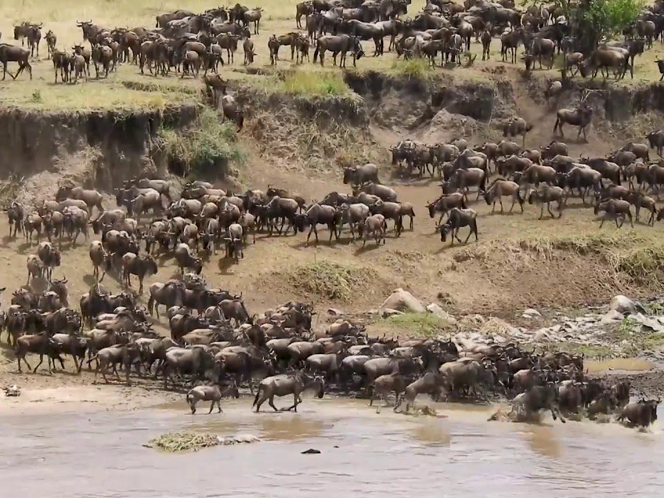 Wildebeest Migration safari experience