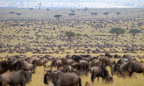 Tanzania Adventure Safaris 2023