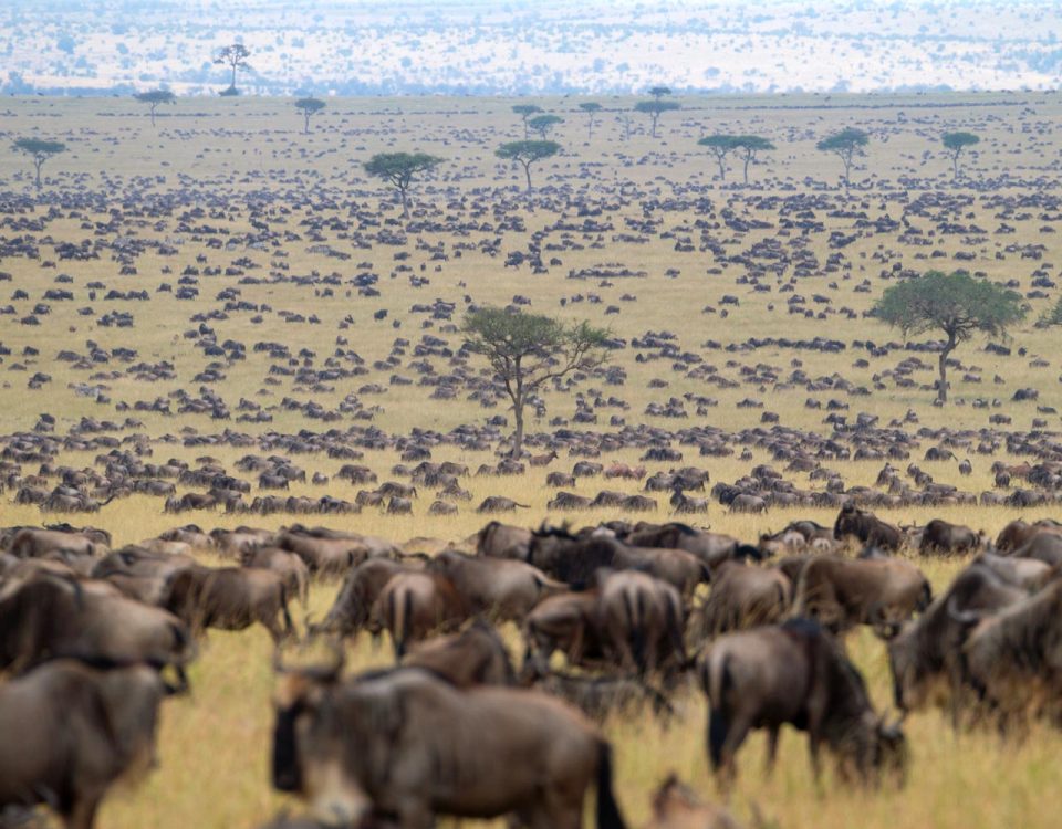 Tanzania Adventure Safaris 2023