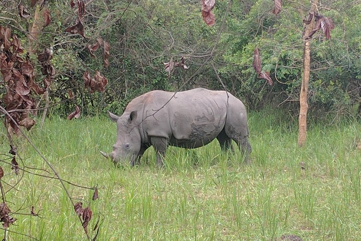 Rhino