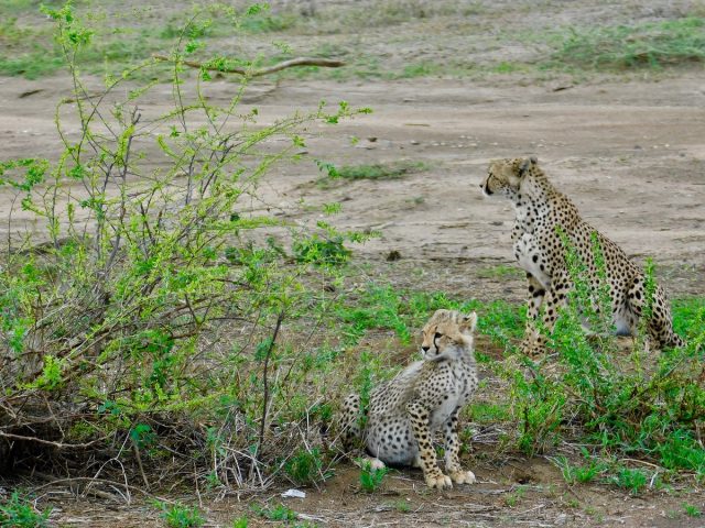 Top Destinations for Spotting Big Cats in Uganda