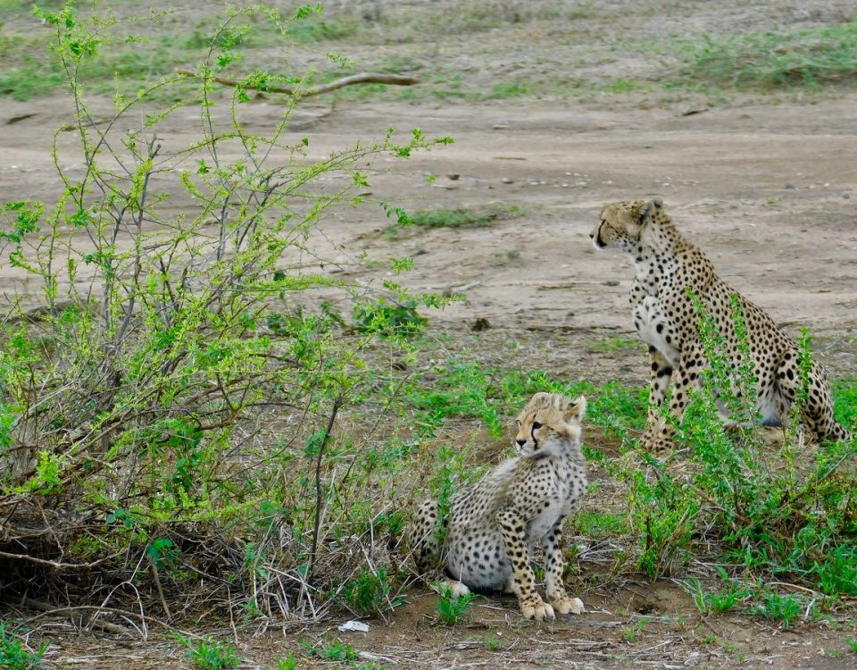 Top Destinations for Spotting Big Cats in Uganda