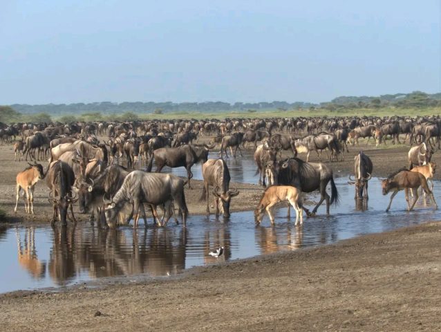 Ndutu Migration Safaris