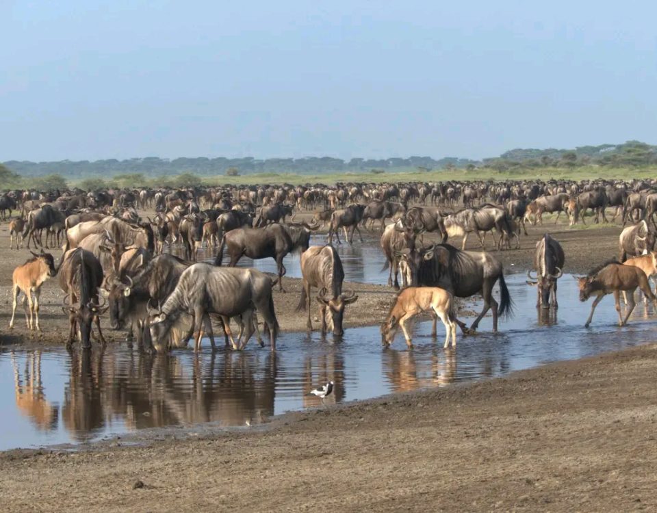 Ndutu Migration Safaris