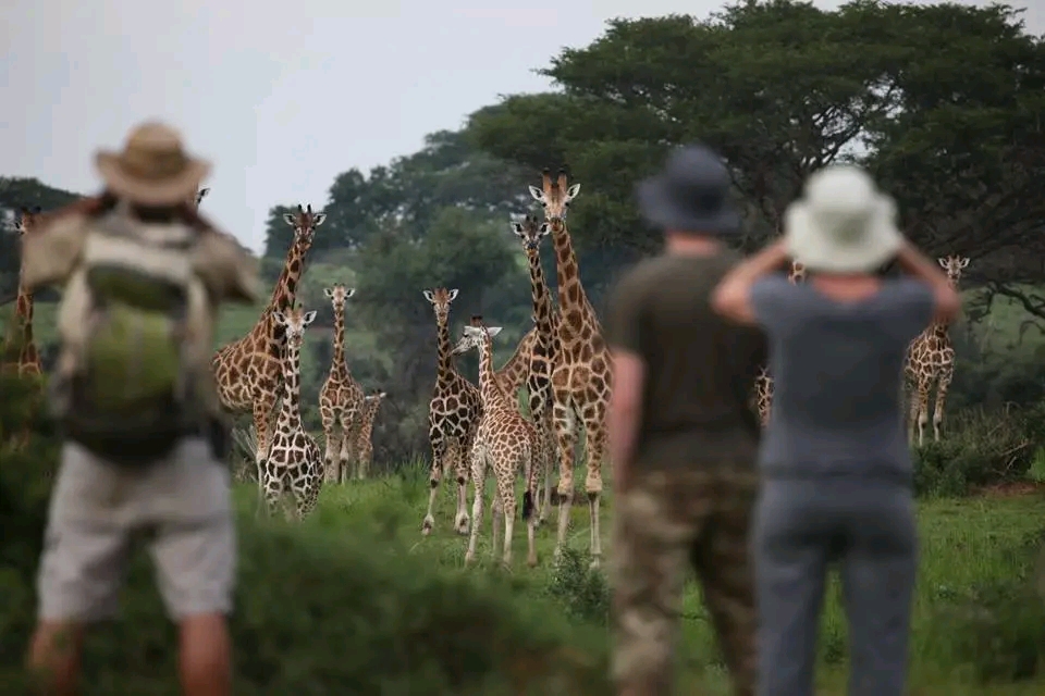 Walking Safaris in Uganda