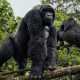 Guidelines for Gorilla Trekking