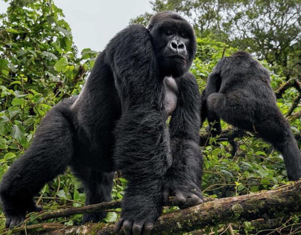 Guidelines for Gorilla Trekking