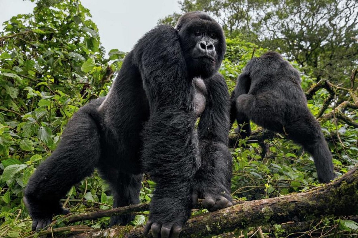 Can mountain Gorillas Climb