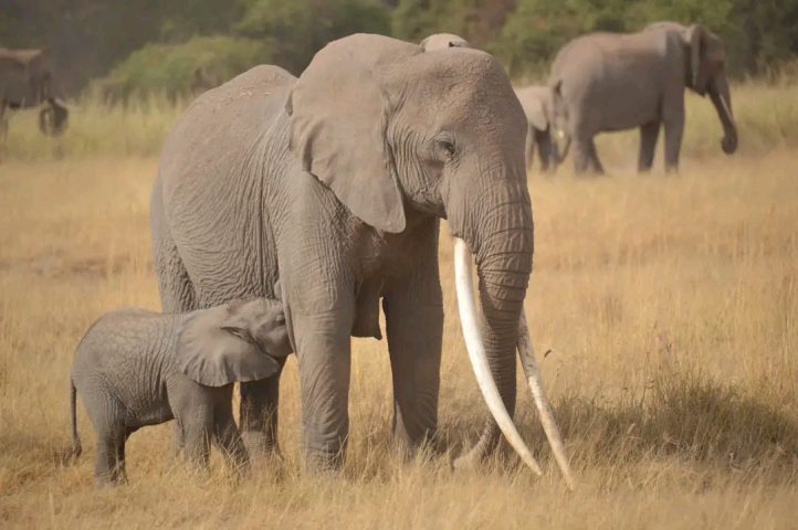 Wildlife safaris in Kenya