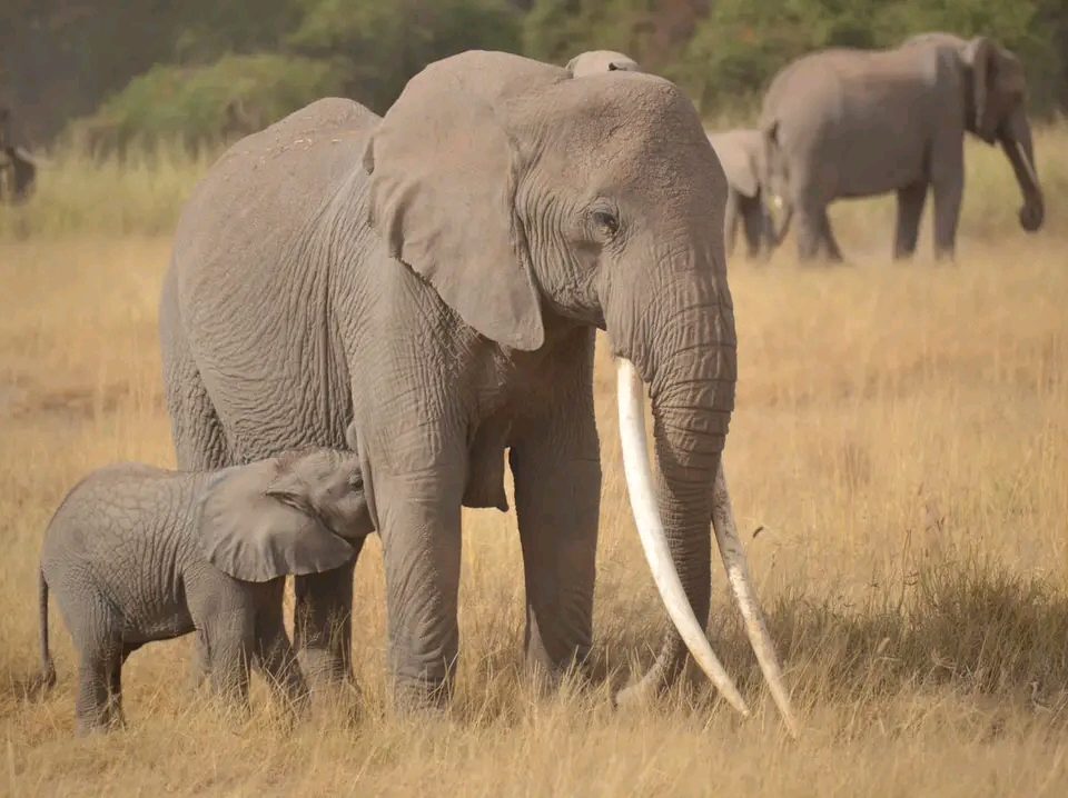 Wildlife safaris in Kenya