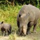 Best things to do at Ziwa Rhino Sanctuary