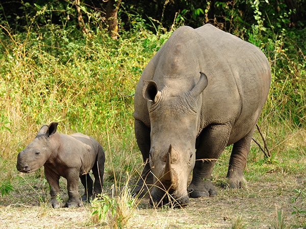 Best things to do at Ziwa Rhino Sanctuary