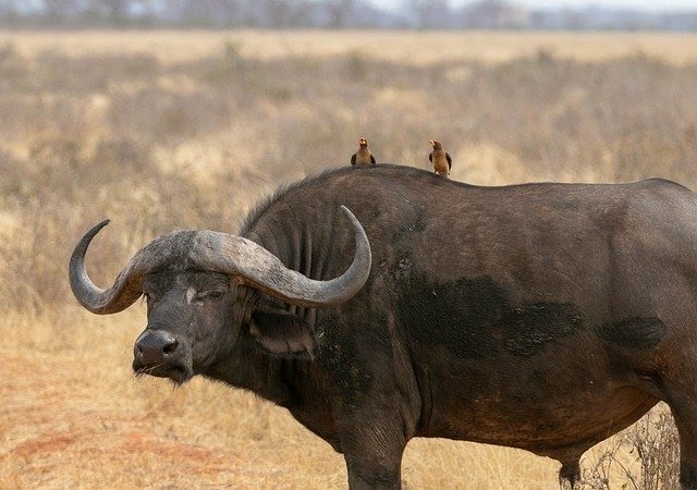 Big Five Safaris in Africa - Big Five was traditionally used as a hunting term to describe the five most dangerous animals to hunt on foot in Africa. Their reputation has spread to the tourism industry, and elephants, buffalo, lions, leopards, and rhinos are now the most sought-after species to see on the continent.