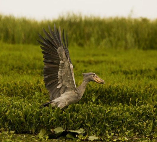 Uganda Discovery Tours