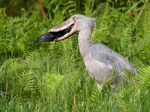 Shoe bill stork safaris in Uganda