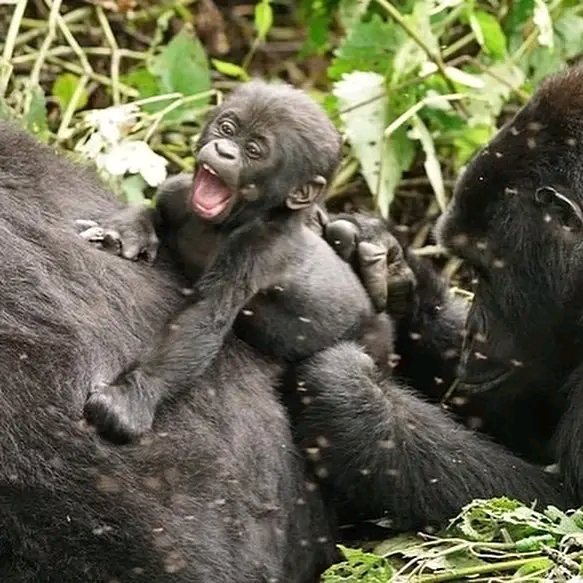 Why you should visit Rwanda gorillas