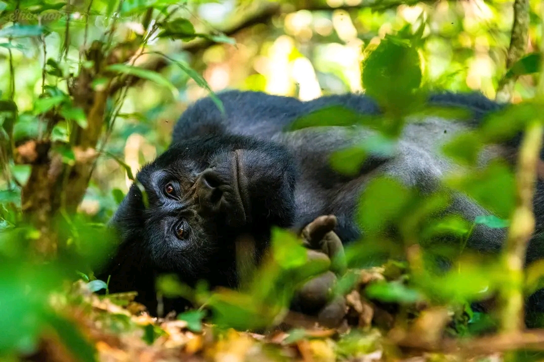 Primate Safaris in Rwanda