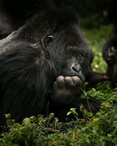 Gorilla Trekking in Mgahinga Gorilla National Park