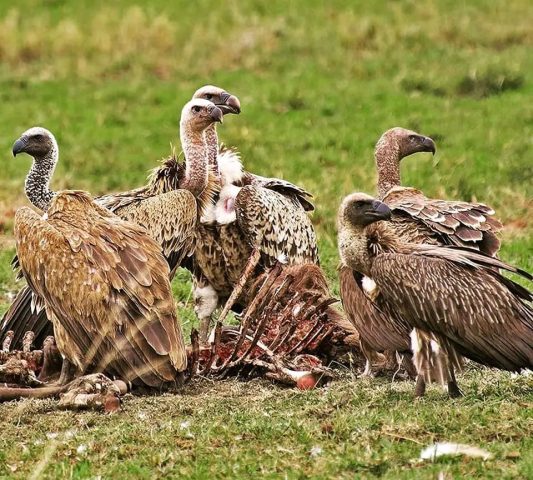 Bird Watching Safaris in Tanzania