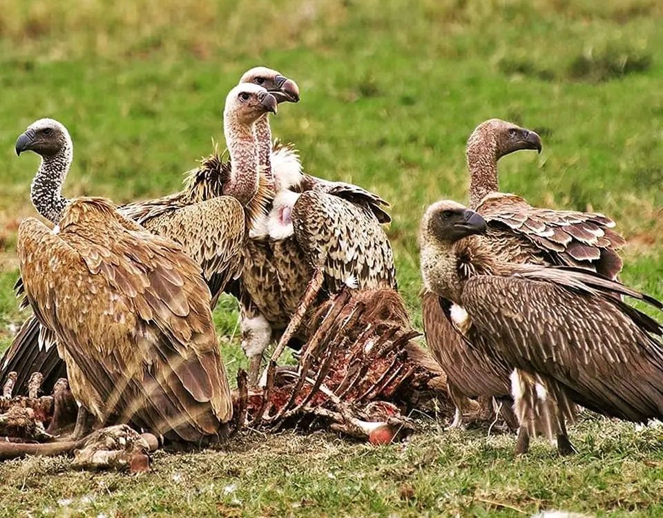 Bird Watching Safaris in Tanzania