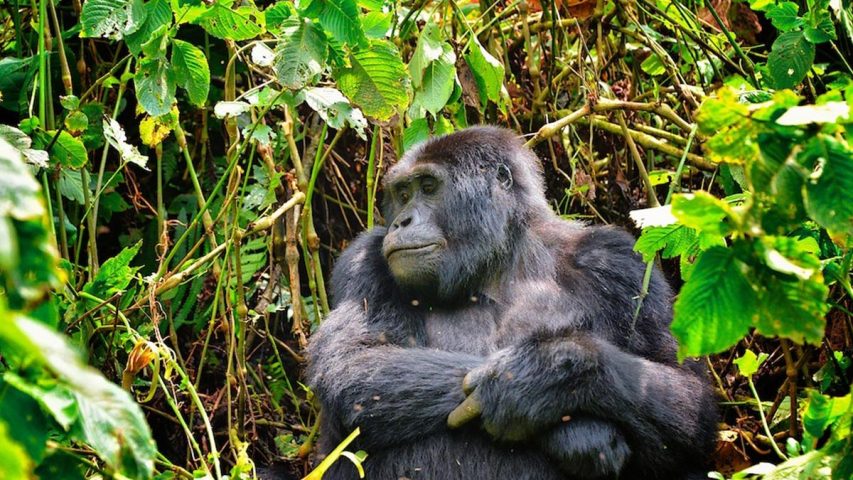 Primate Safaris in Rwanda