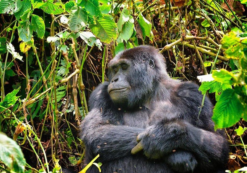 Primate Safaris in Rwanda